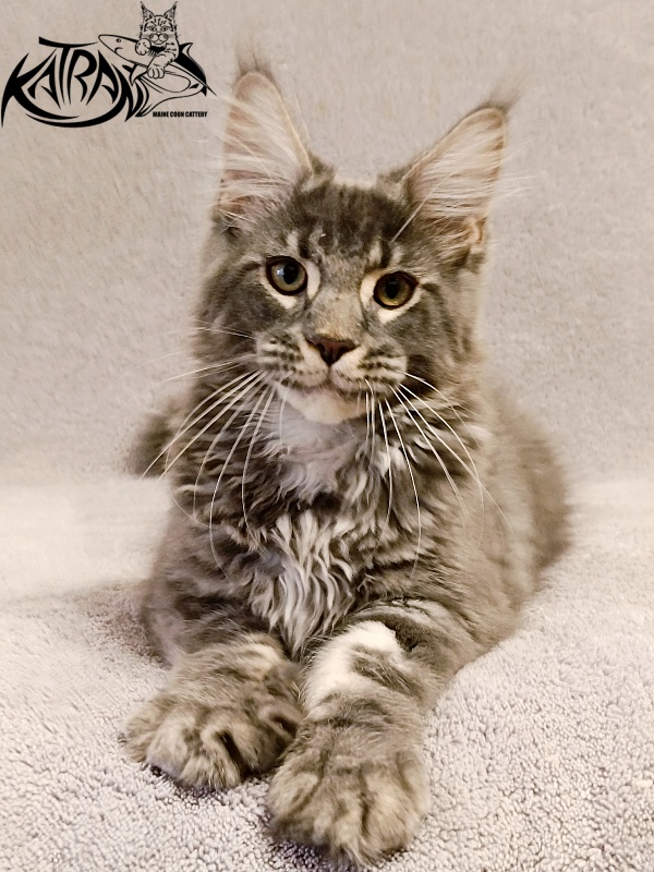 Katran Hummer - Kitten maine-coon 4 months