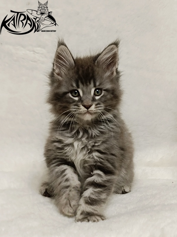 Katran Hummer - Kitten maine-coon 1 month 2.5 weeks