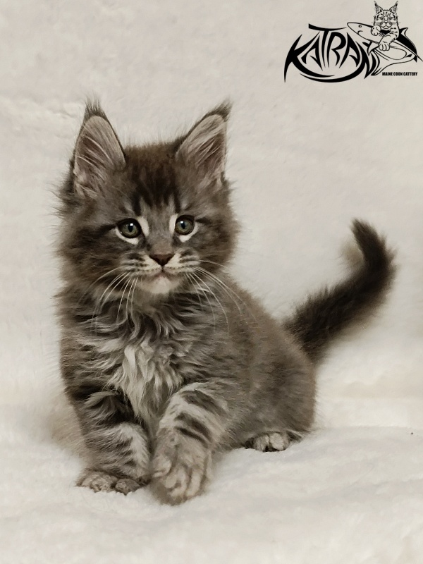 Katran Hummer - Kitten maine-coon 1 month 2.5 weeks