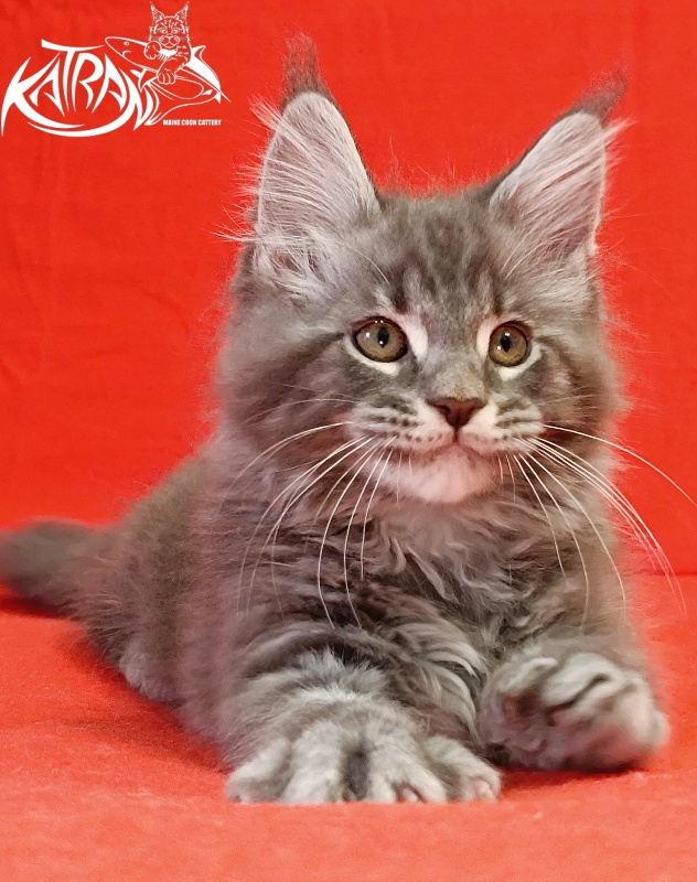 Katran Hummer - Kitten maine-coon 2 months