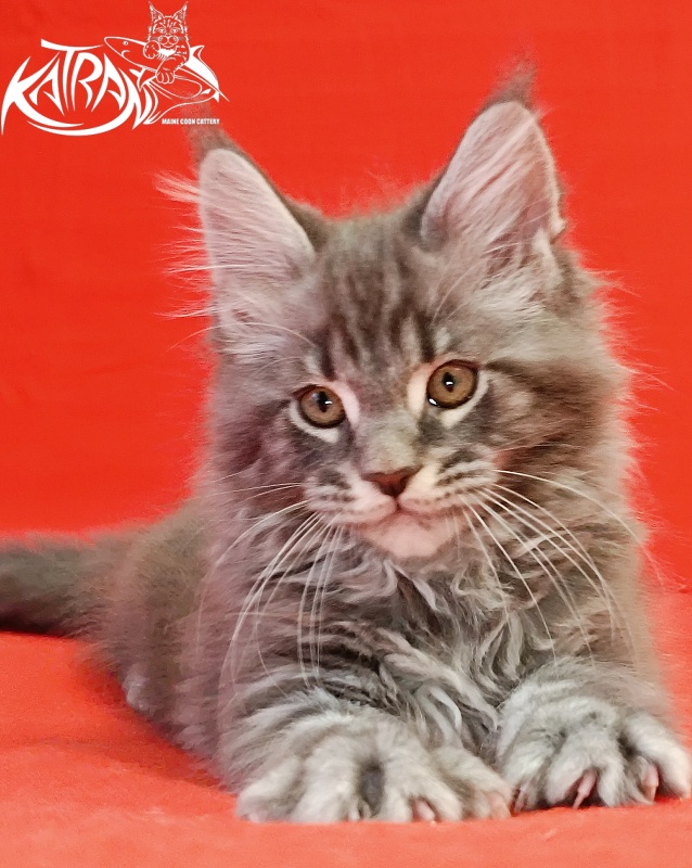 Katran Hummer - Kitten maine-coon 2 months