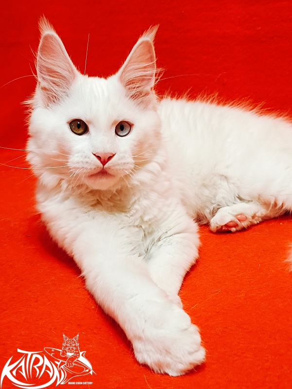 Katran Irbis - Кошеня мейн-кун 3 місяця