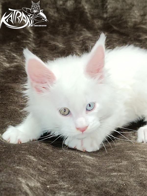 Katran Irbis - Кошеня мейн-кун 2 місяця