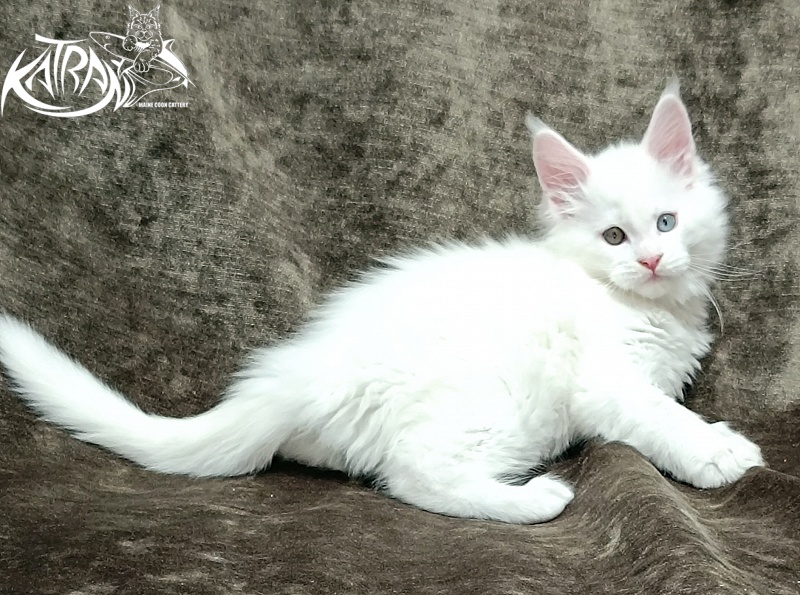 Katran Irbis - Кошеня мейн-кун 2 місяця