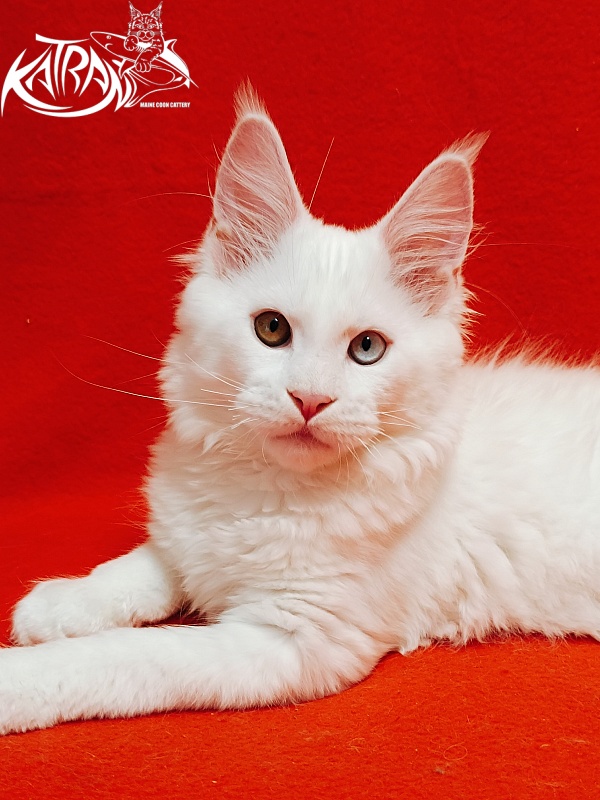 Katran Irbis - Кошеня мейн-кун 3 місяця