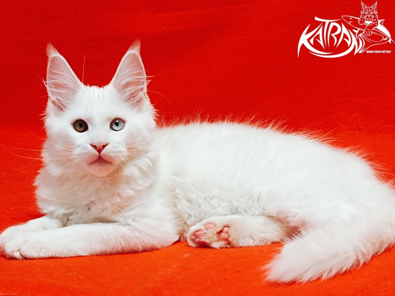 Katran Irbis - Кошеня мейн-кун 3 місяця