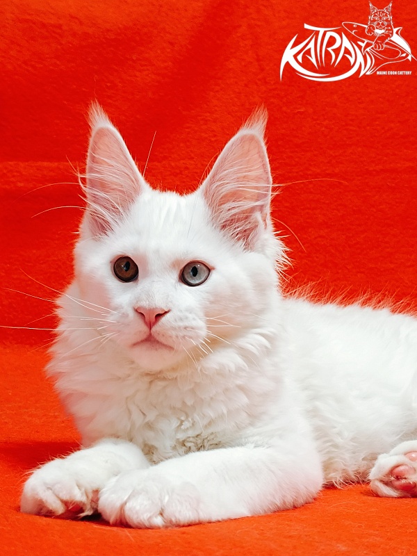 Katran Irbis - Кошеня мейн-кун 3 місяця