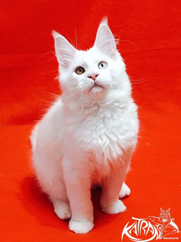 Katran Irbis - Кошеня мейн-кун 3 місяця