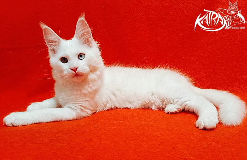 Katran Irbis - Кошеня мейн-кун 3 місяця