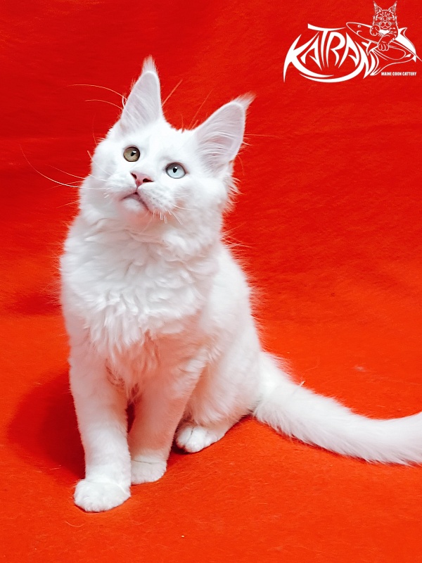 Katran Irbis - Кошеня мейн-кун 3 місяця