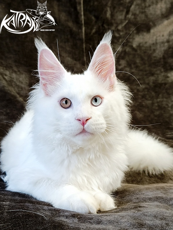 Katran Irbis - Кошеня мейн-кун 4 місяця
