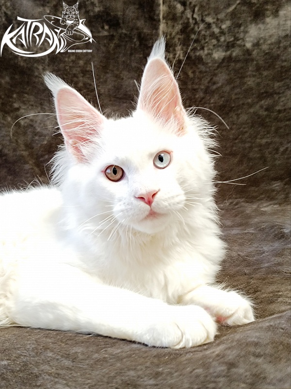 Katran Irbis - Кошеня мейн-кун 4 місяця