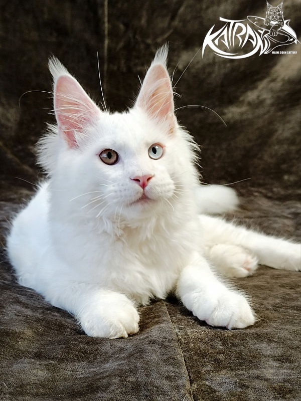 Katran Irbis - Кошеня мейн-кун 4 місяця