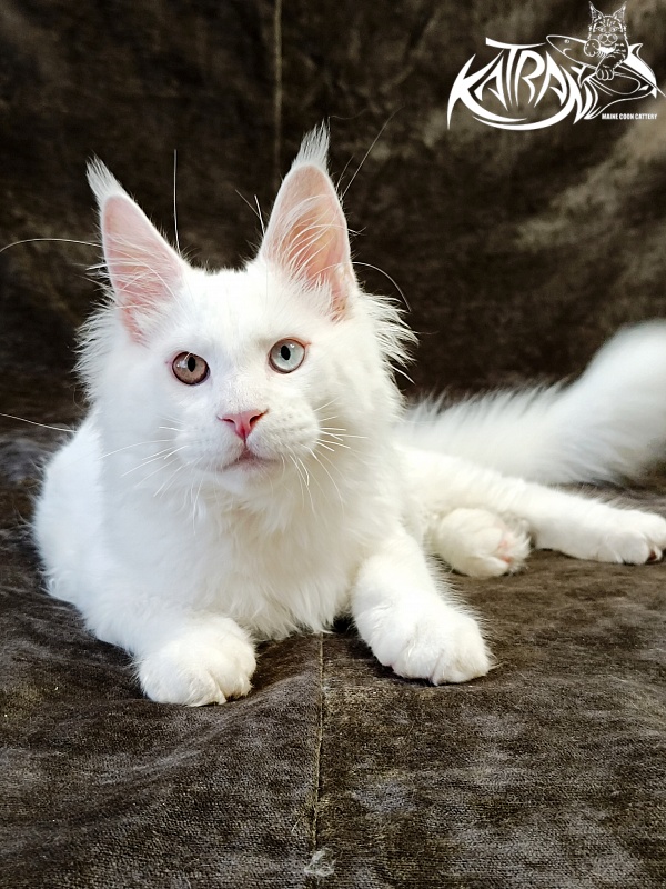 Katran Irbis - Кошеня мейн-кун 4 місяця