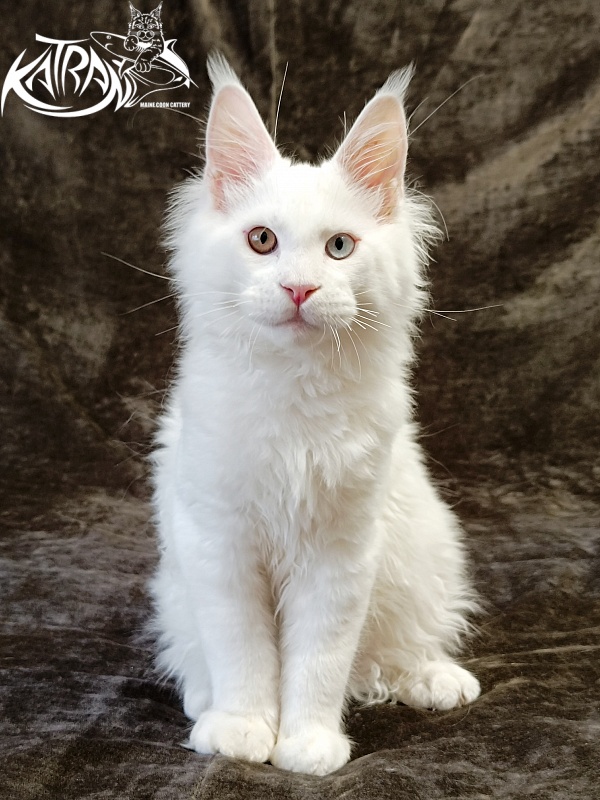 Katran Irbis - Кошеня мейн-кун 4 місяця