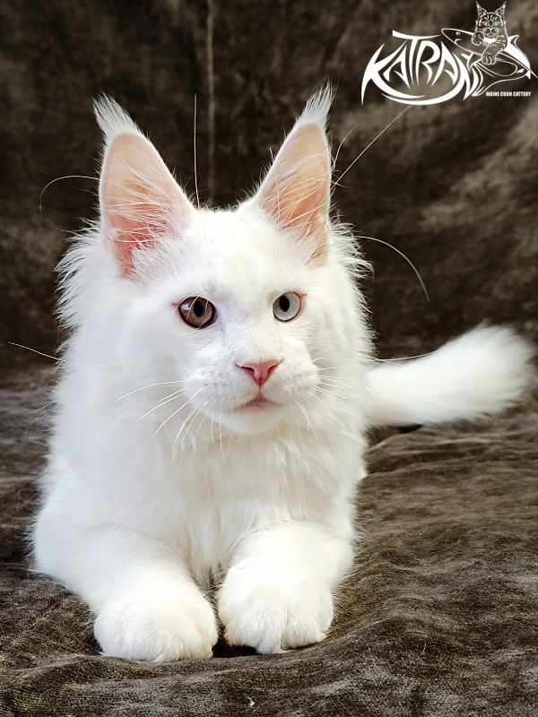 Katran Irbis - Кошеня мейн-кун 4 місяця