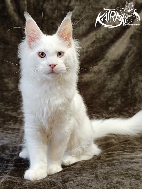 Katran Irbis - Кошеня мейн-кун 4 місяця