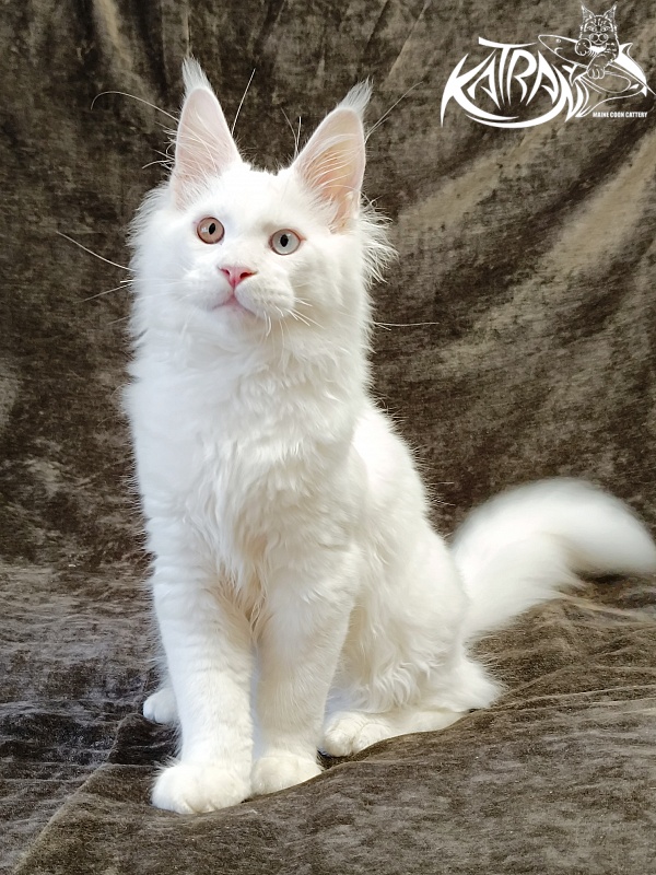Katran Irbis - Кошеня мейн-кун 4 місяця