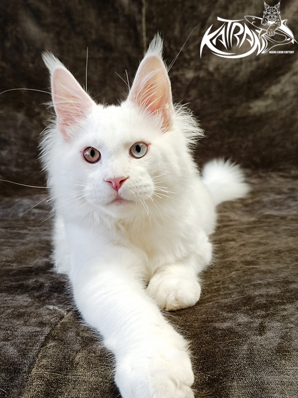 Katran Irbis - Кошеня мейн-кун 4 місяця