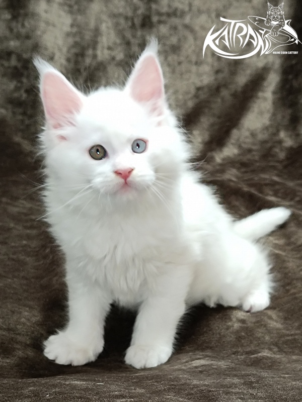 Katran Irbis - Кошеня мейн-кун 2 місяця