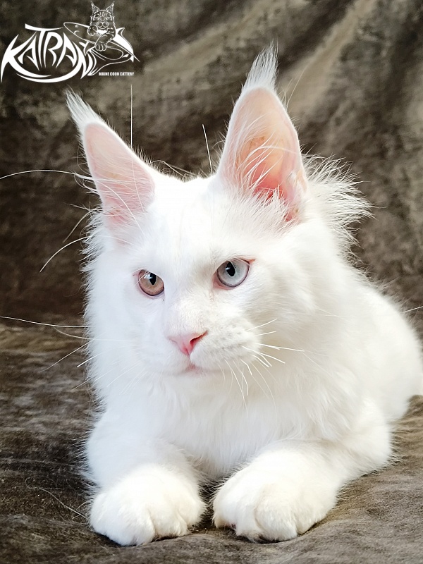 Katran Irbis - Кошеня мейн-кун 4 місяця