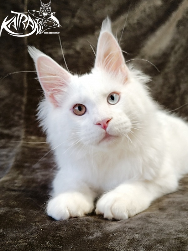 Katran Irbis - Кошеня мейн-кун 4 місяця