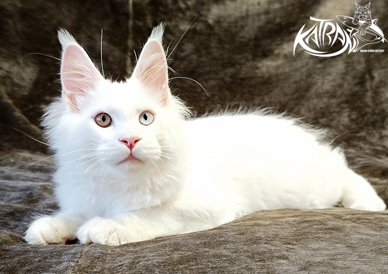 Katran Irbis - Кошеня мейн-кун 4 місяця