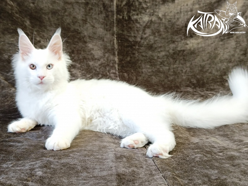Katran Irbis - Кошеня мейн-кун 4 місяця