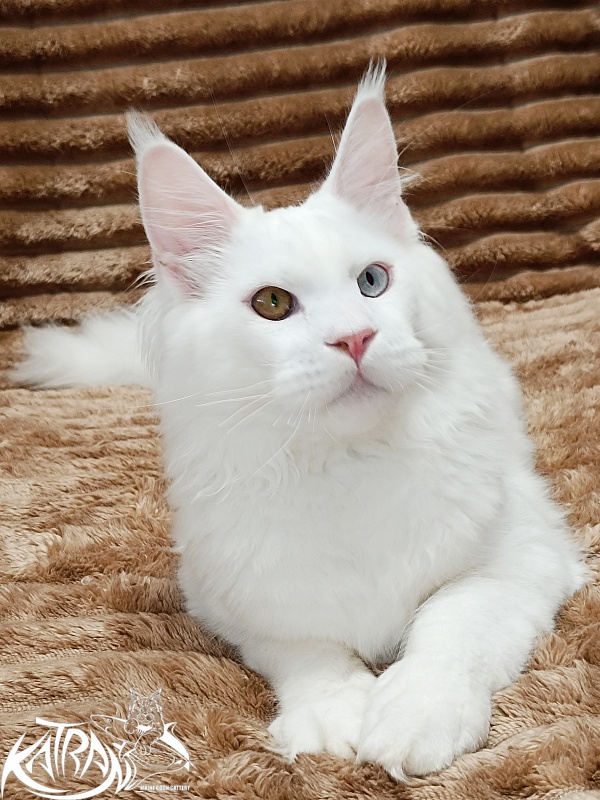 Katran Irbis - Кошеня мейн-кун 5,5 місяців