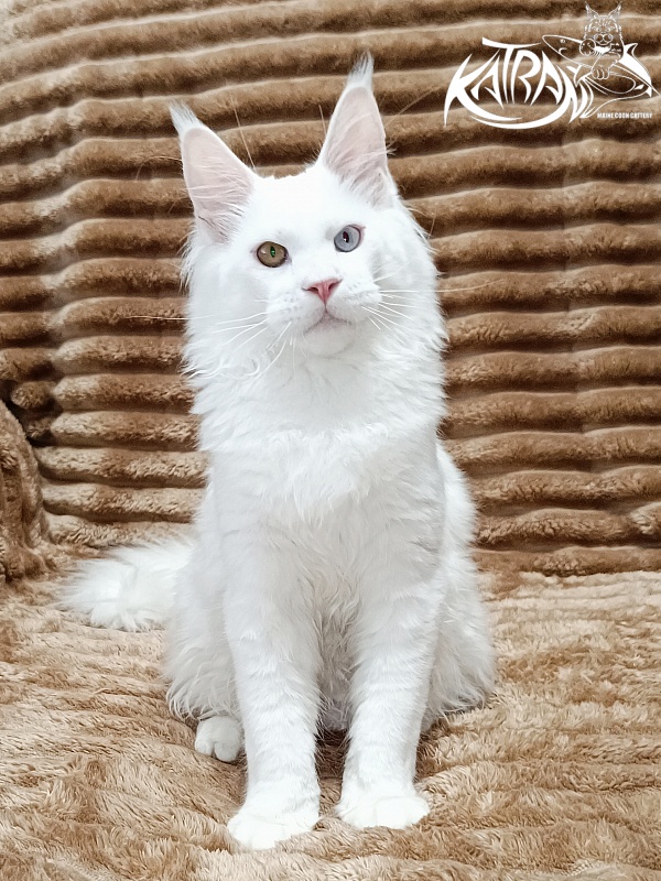 Katran Irbis - Кошеня мейн-кун 5,5 місяців