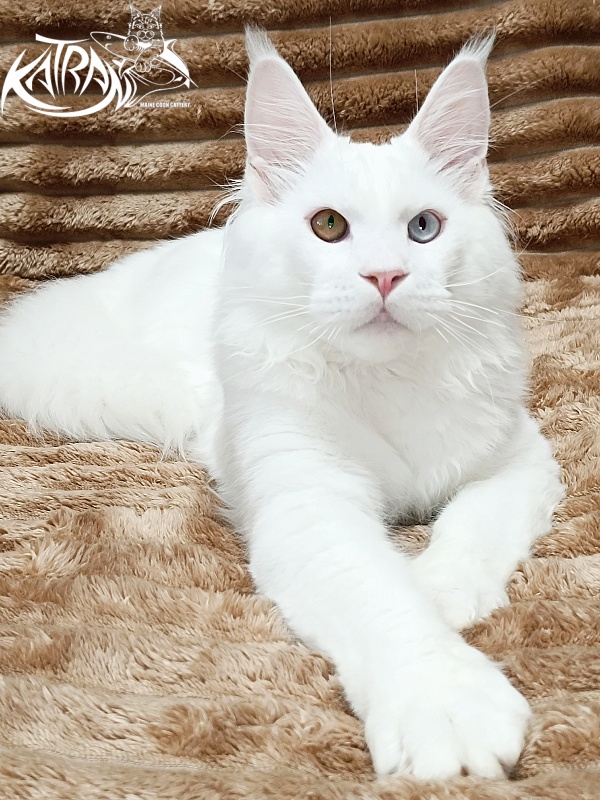 Katran Irbis - Кошеня мейн-кун 5,5 місяців