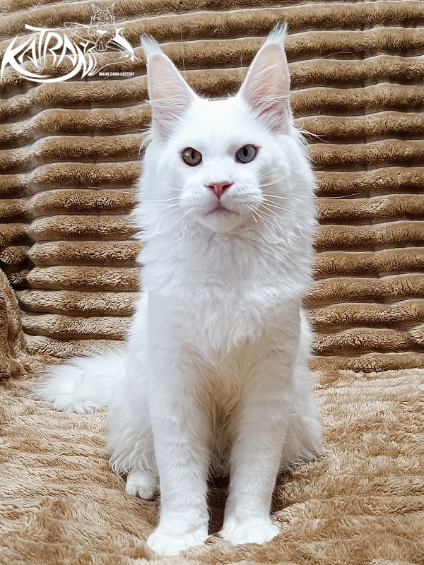 Katran Irbis - Кошеня мейн-кун 5,5 місяців