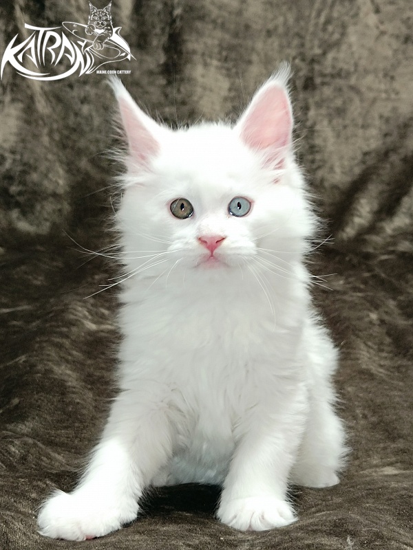 Katran Irbis - Кошеня мейн-кун 2 місяця