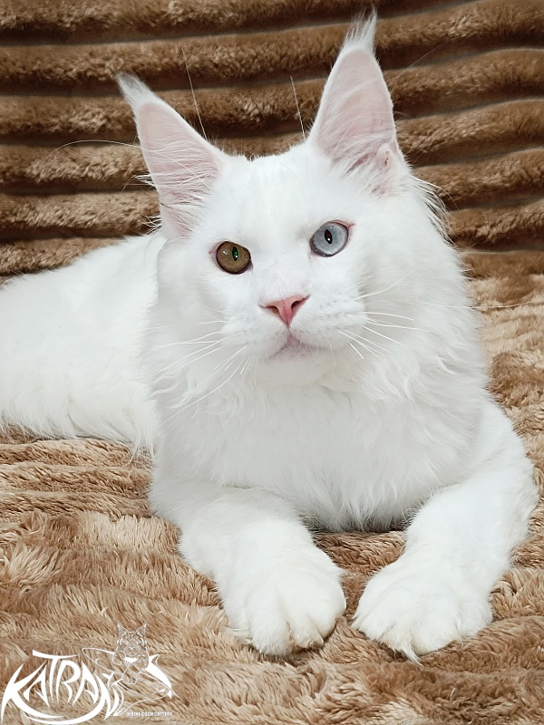 Katran Irbis - Кошеня мейн-кун 5,5 місяців