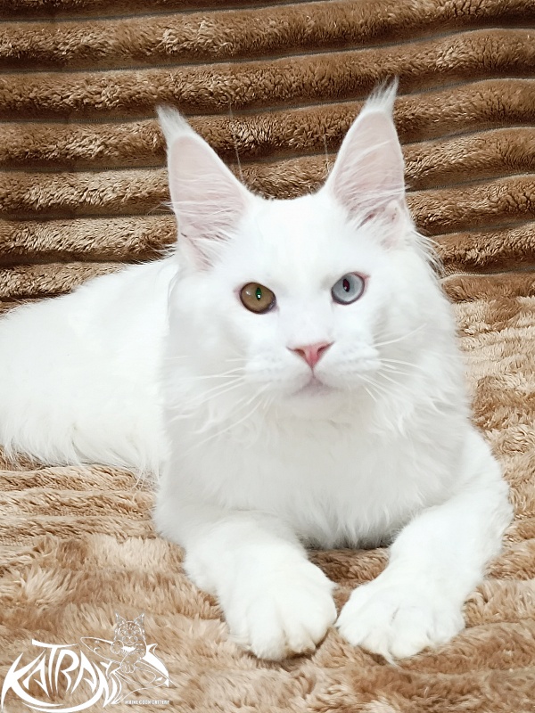 Katran Irbis - Кошеня мейн-кун 5,5 місяців