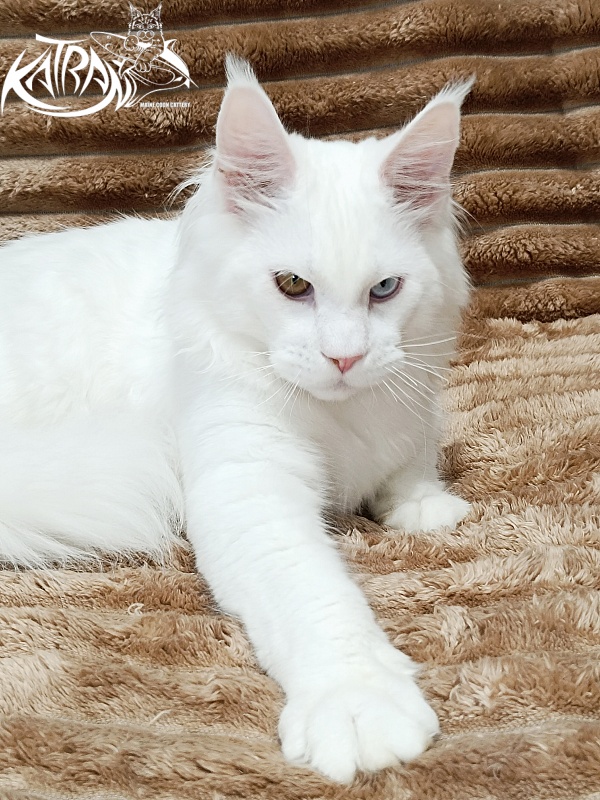 Katran Irbis - Кошеня мейн-кун 5,5 місяців