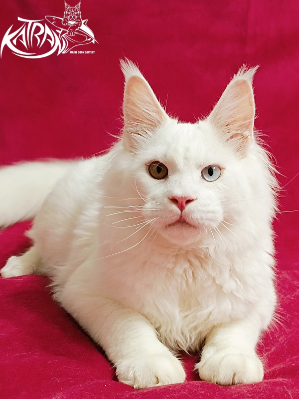 Katran Irbis - Кошеня мейн-кун 6 місяців