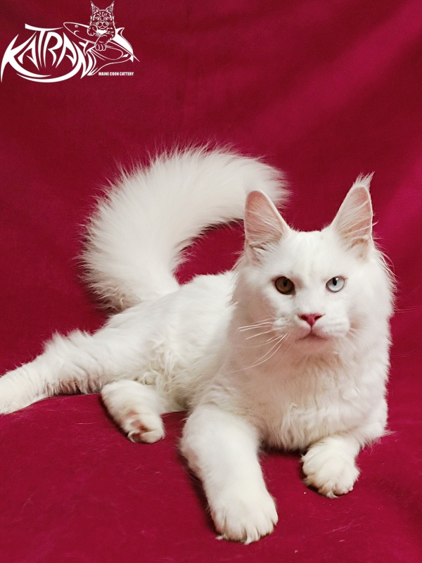 Katran Irbis - Кошеня мейн-кун 6 місяців