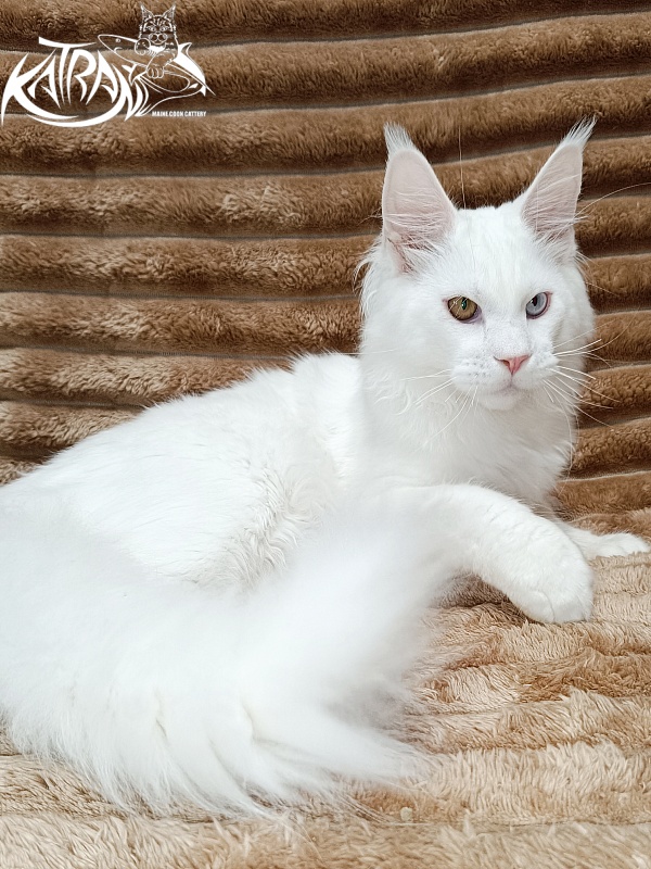 Katran Irbis - Кошеня мейн-кун 5,5 місяців
