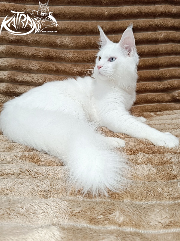 Katran Irbis - Кошеня мейн-кун 5,5 місяців