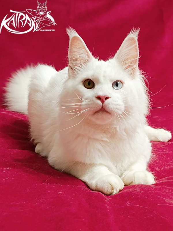 Katran Irbis - Кошеня мейн-кун 6 місяців