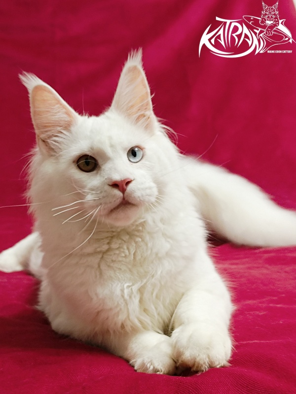 Katran Irbis - Кошеня мейн-кун 6 місяців