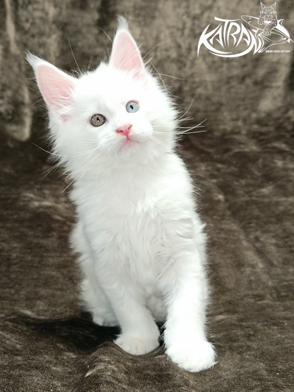 Katran Irbis - Кошеня мейн-кун 2 місяця