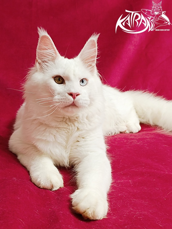 Katran Irbis - Кошеня мейн-кун 6 місяців