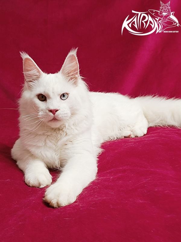 Katran Irbis - Кошеня мейн-кун 6 місяців