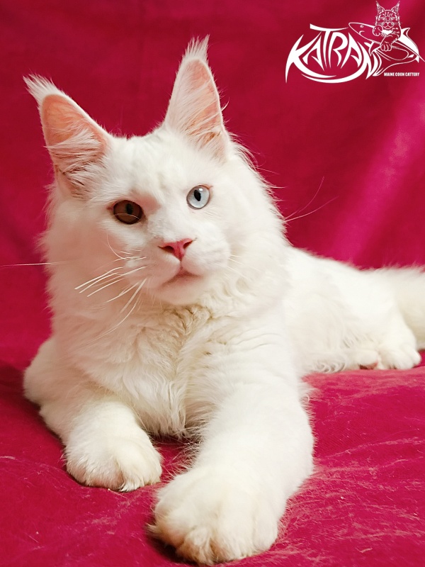 Katran Irbis - Кошеня мейн-кун 6 місяців