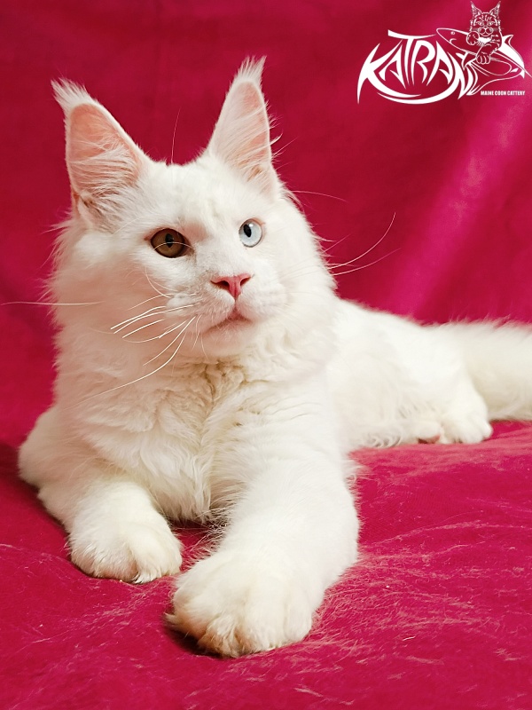 Katran Irbis - Кошеня мейн-кун 6 місяців