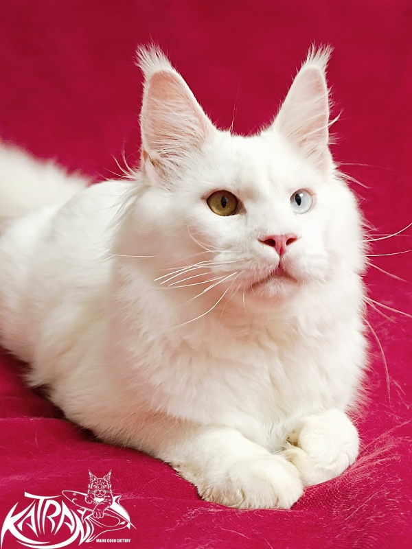 Katran Irbis - Кошеня мейн-кун 6 місяців