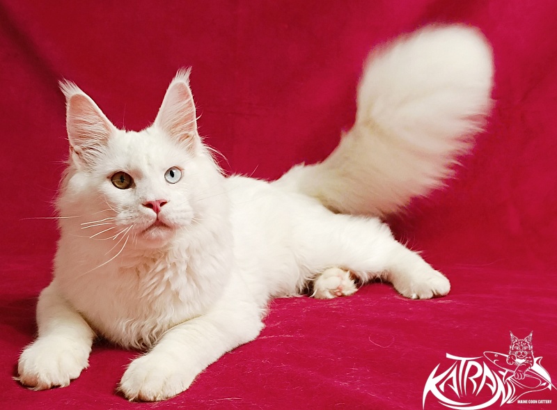 Katran Irbis - Кошеня мейн-кун 6 місяців
