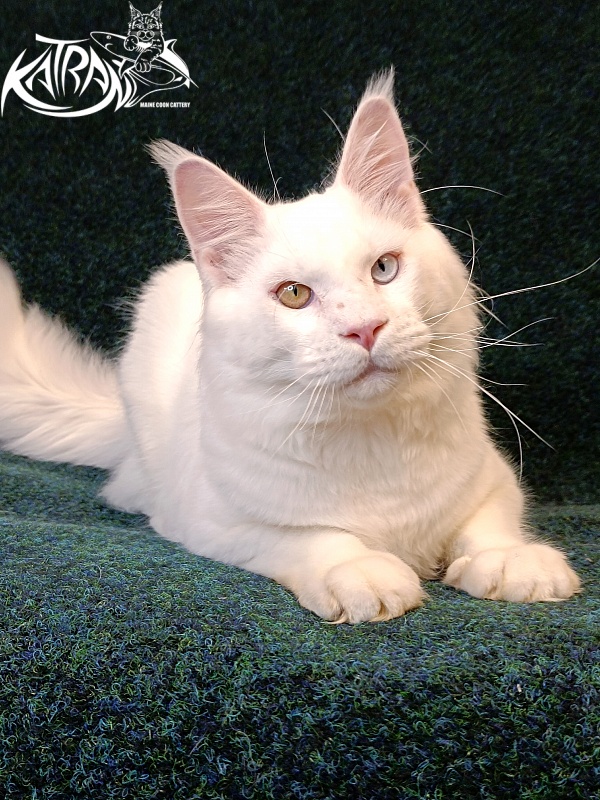 Katran Irbis - Юніор мейн-кун 8 місяців